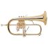 bugle-bach-183-laque_0001.jpg